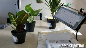 Watch The perfect little grow light on Amazon Live