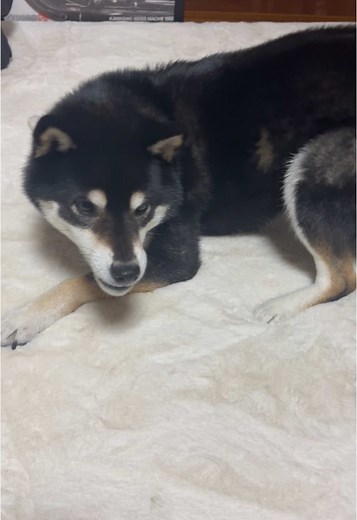 柴犬の隠れんぼシリーズ🐕かわいい姿を見逃さないで！