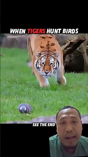 When Predators Fail… But This Tiger Succeeds! #animals #trending #wildlife #tiger