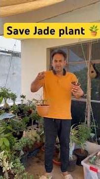 5 Important tips to save Jade plant 🪴 #gardening #ihavethisthingwithplants #plantproducts #garden.