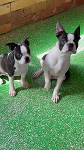 These two this morning, both the smallest in their litters, both available too See them on our website www.bostonterriers.au | Boston Terriers