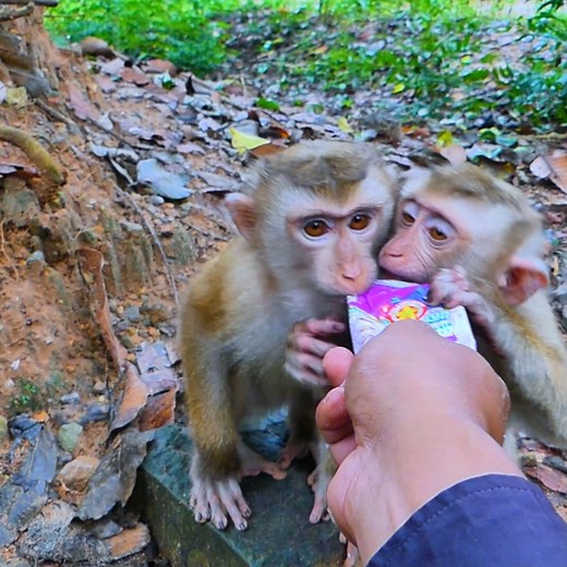 Monkey Tinky and Binky drinky | Wild monkey lovely
