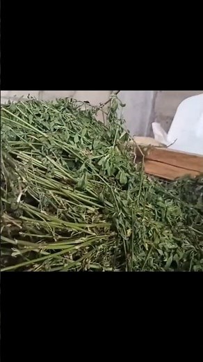¿Qué comen los CONEJOS? 🥬🥕 (Tips que NO sabías) #alimentacionconejos #animales #granja