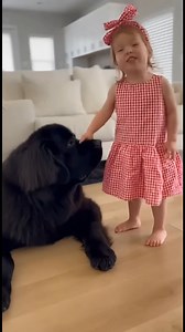 Grandpa Dog and the Birthday Math Crisis! 😁 #dogs #baby #cute #funny | The Flipped Piece