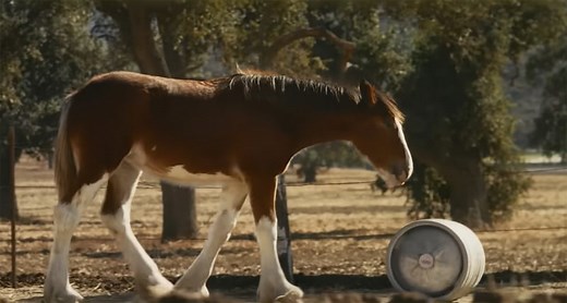 Budweiser Super Bowl Commercial 2025: Clydesdale Horse Delivers a Keg in Touching New Ad