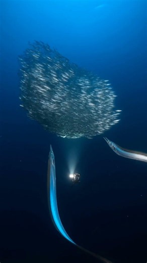 深海で群れを襲う2匹のタチウオ｜迫力の水中捕食シーン #釣り #タチウオ #深海