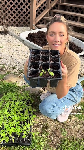 Up-potting 360 Baby Tomato Plants with Chicken Manure