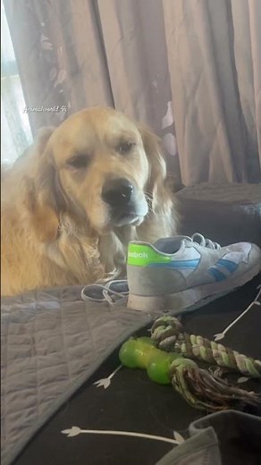 That’s Just My Baby Dog 🐶 Golden Retriever Playing So Cute! #cutegoldenretriever #cutepuppies #dogs