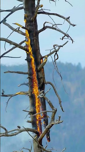 This is what happens when a tree is struck by lightning 🤯
