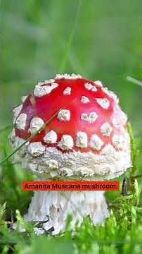 Stop! You Must Watch This Before Christmas Dinner