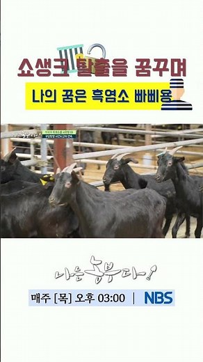 흑염소! 쇼생크 탈출 사건! 이렇게 영리할 줄...