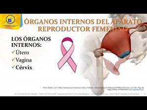Aparato reproductor femenino: Organos femeninos Internos y externos 1/5 - Dr. Ottoniel Sánchez