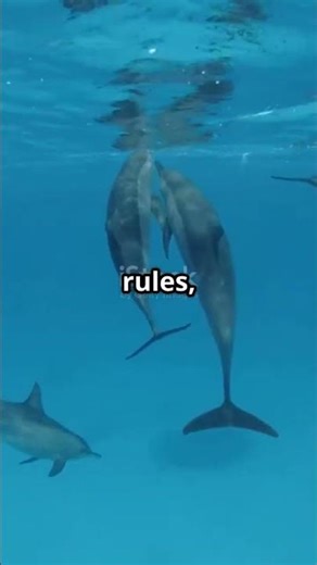 AI Uncovers Dolphin Language Secrets!