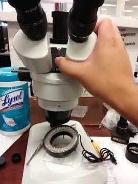 How to adjust for eye distance on Stereo Microscope