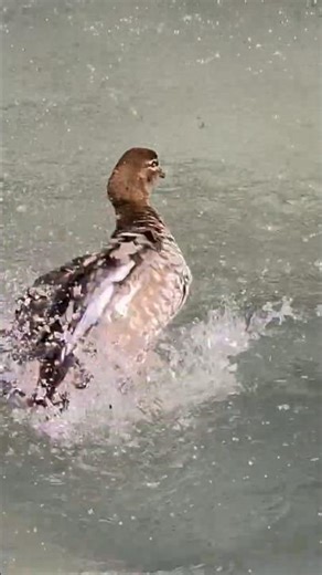 Australia's Hidden Gem: The Conservatory at Fitzroy Gardens | Free things to do in Melbourne CBD