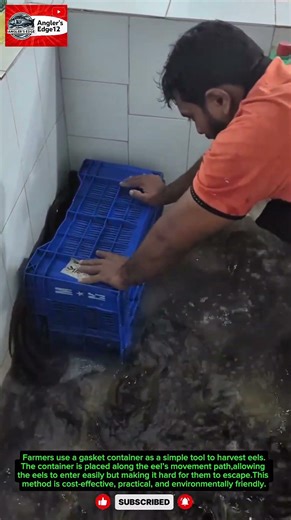 Farmers’ Trick to Harvest Eels Using a Gasket Container, Simple & Effective #shorts