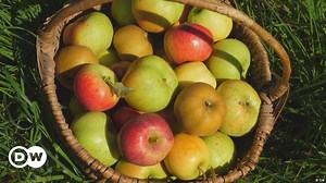 Tiempo de cosecha de manzanas en el Trentino