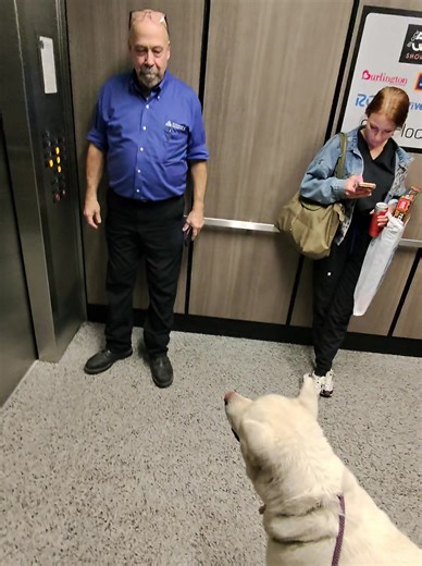 Akita Dogs: The Polar Bear Lookalikes You’ll Love