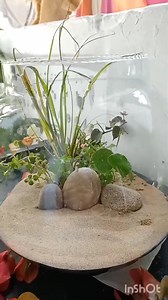 Planted bowl setup | Plant it out