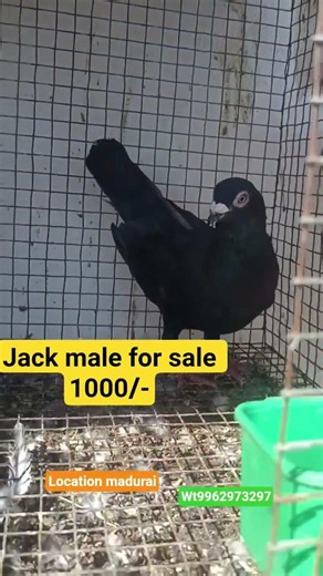racing pigeon for sale jack male for sale