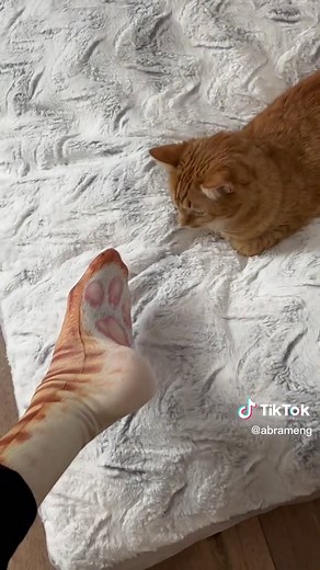 Cat's Reaction to Unique Socks by Abram Engle