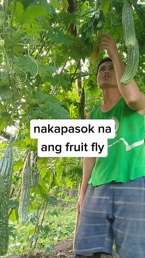 21K views · 510 reactions | E control natin ang pagdami ng fruit fly #ampalayafarming #insects #Control #backyardgardening | ka bukid tv | Facebook