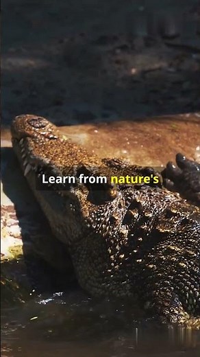 Strategic Moves:🐊 How a Crocodile Hunts Its Prey! 🌊#shorts#CrocodileHunt #Wildlife#NaturePredators