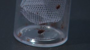 Experts: mild winter in Virginia causes uptick in ticks
