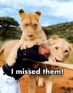 162K views · 9.7K reactions | Best reunion ever 女殺 #lions #cheetahs #wild #love #cuddle #cuddling #pets #lovely #jungle #cats #reunion | Dean Schneider Fans Forever | Facebook