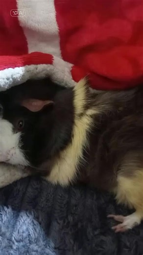 🐹#CapCut #tiktok #cuyos #trend #baile | CapCut Trends