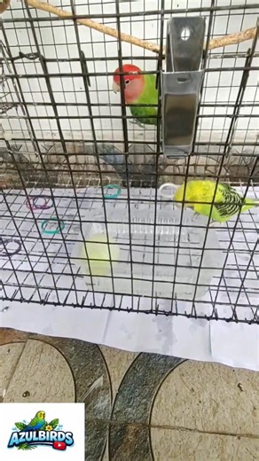 parakeets bathing day 🛁🚿🧼 Birds bathing 🫶