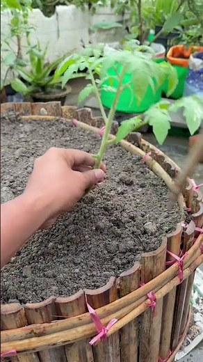Stop Planting Tomatoes Upright! 🍅🌱 The "Lying Down" Root Hack #Shorts #Gardening