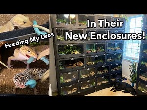 Feeding 30 Leopard Geckos in Their New Enclosures!