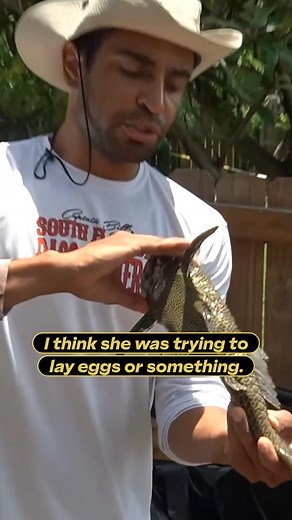 51K views · 755 reactions | We catch a fish laying eggs #reels #fish #nature #fishing #animals | Zak Catch Em | Facebook