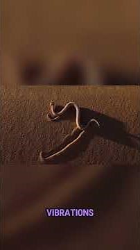 A Snake So Intelligent, Scientists Believe It’s Not From Earth