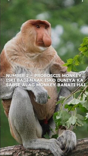 Top 5 Famous Monkeys in the World 🐒 #monkey