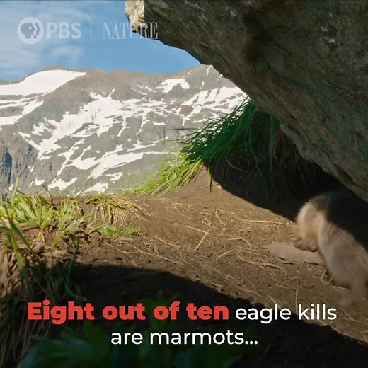 To protect her young, this mama marmot is always on the lookout for deadly eagles. Explore how more animals survive life in the mountains in part one of "The Alps," now streaming. | Nature | PBS