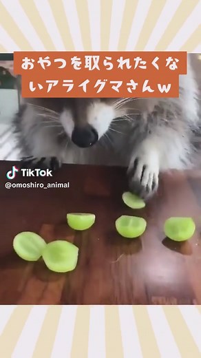 面白動物動画の集大成