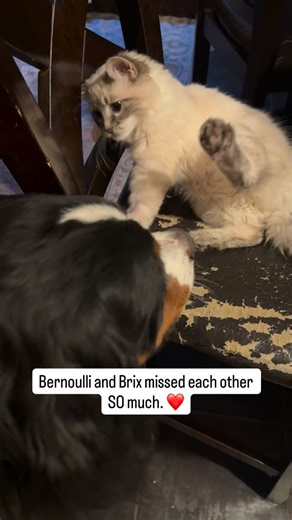 Bunsen, Beaker, Bernoulli & Brix on Instagram: "Bernoulli was THRILLED to have his buddy home and Brix was so happy to see his giant friend. Brix seems to be doing just fine, but last night was scary. He started vomiting uncontrollably and crying shortly after his supper. Thankfully, the xrays showed he ate his food too fast and was a bit backed up which was an uncomfortable mix. We were told that it was good we brought him in- puking more than 4 times in a row isn’t great and the little man was