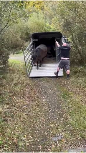 Liquorish, Sunshine, Moonlight, Stardust and Toffee are happy to be back at Meeth after their summer holiday at Stapleton Mire 🐎🐎🐎🐎🐎 Ponies play an important role in the management of our some of our reserves. Their prehensile upper lip allows them to pick among the greenery for what they wish to feed on. Also, being lighter than cattle, they have less impact on the ground and its compaction. If you haven’t already, read our blog “Grazing Rights” to understand more about the use of grazing 