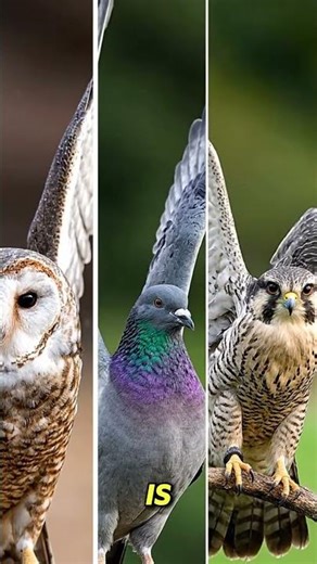 👉 When a pigeon flaps its wings and flies, #facts #factshorts #factsdaily #factsvideos