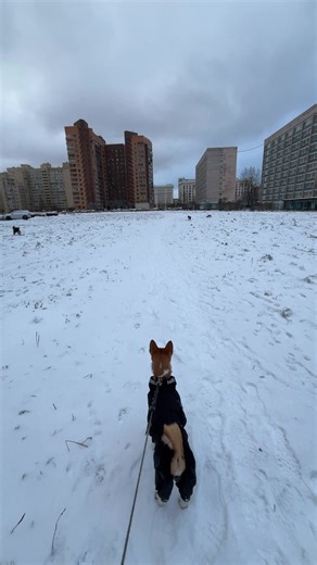 Dog Blogging: Exploring Border Collies and Poodles