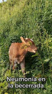 La neumonía en la becerrada es la segunda causa de mortalidad antes del destete, la primera son las diarreas. La neumonía puede suceder aún y cuando los animales se estén amamantando de sus madres y se puede diagnosticar entre 70 y 150 días de edad. Del 3% al 11% de los becerros padecerán la enfermedad cada año y el 1.5% morirán antes de llegar a la edad del destete.Pon atención a los síntomas para que los atiendas lo más antes posible con antibióticos apropiados. | Mundo Veterinario