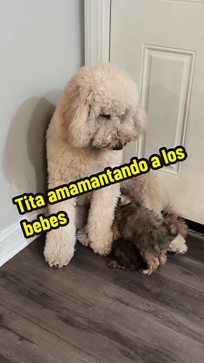 Tita Amamantando a los Bebés en TikTok