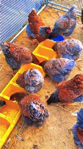 𝐇𝐨𝐰 𝐓𝐨 𝐁𝐮𝐢𝐥𝐝 𝐀 𝐋𝐮𝐱​𝐮𝐫𝐲 𝐃𝐈𝐘 𝐖𝐨𝐨𝐝𝐞𝐧 𝐂𝐡𝐢𝐜𝐤𝐞𝐧𝐅𝐞𝐞𝐝𝐞𝐫 𝐅𝐨𝐫 𝐅𝐚𝐧𝐜𝐲 𝐇𝐞𝐧𝐬 ! ✨🐓"#shorts