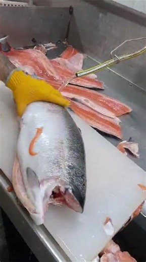 cuchillos de buen filo #premium #puerto #pescado #salmon #sushi #puerto #fileteros #foodadventure