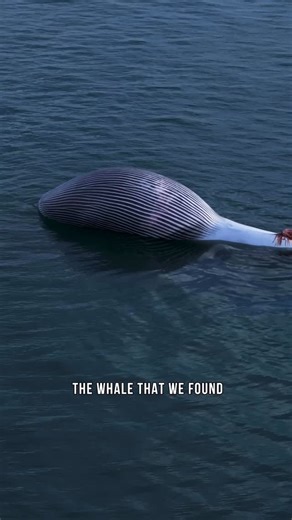 Sea Shepherd | The Circle of Life and Science! This whale showed no obvious signs of a human-caused death. In the ocean, with in death, life continues... | Instagram