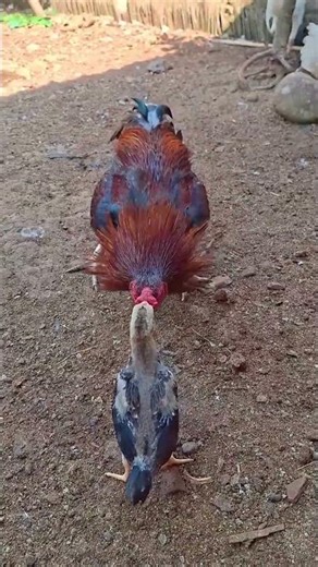 “Chicken fight live! Amazing scene!”