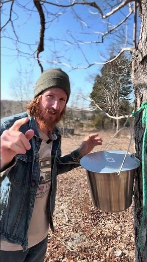 Tapping Maple Trees: Easy First Steps