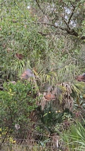 Wild Turkeys Flying 🦃🪶🪶